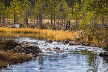 Fototapeta premium A beautiful river flowing through the Norwegian forest in autumn. Colorful landscape of fall.