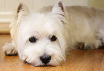 white dog West highland Terrier lying