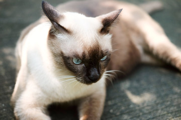 Fototapeta na wymiar Thailand Cat lethargic.Siam cat sit on cement floor. Cat sit on white floor.