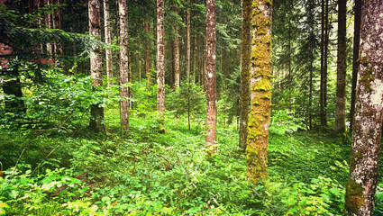 Fototapeta premium Austrian pine tree wood with ground covered by green moos and low vegetation