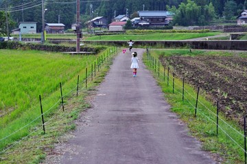 Fototapeta na wymiar コスモス畑の農道を歩く子供たち