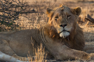 Young male lion lying in grass and looking towards camera