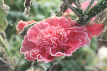 Blossom hollyhock flower covered with first hoar frost