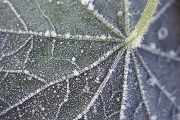 Frozen nasturtium leaf closeup view