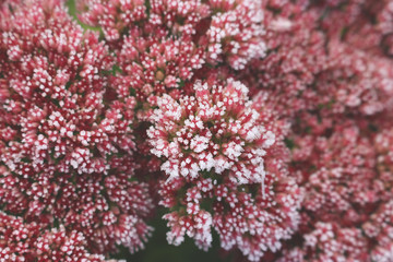 Blossom sedum telephium covered with first hoar frost