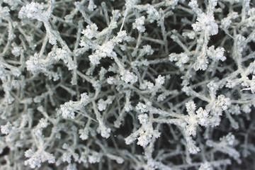 Small grey plant covered with hoar frost