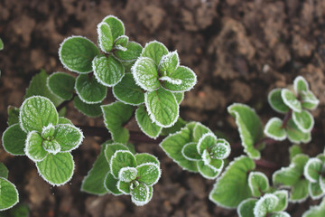Green peppermint leaves covered with first hoar frost