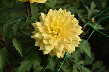 Dahlia jaune en été au jardin