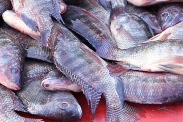 fish at the market