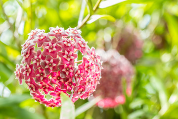 Red flowers, Wax plant, Hoya ovalifolia Wight & Arn.