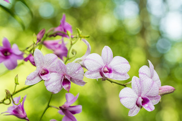 Obraz na płótnie Canvas Abstract blurred of purple orchids, Dendrobium.