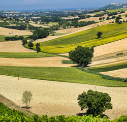 Summer landscape in Marches (Italy) near Montefano