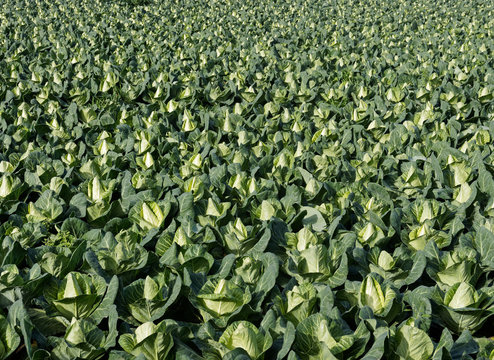 Feld mit reifen Spitzkohl-K&ouml;pfen