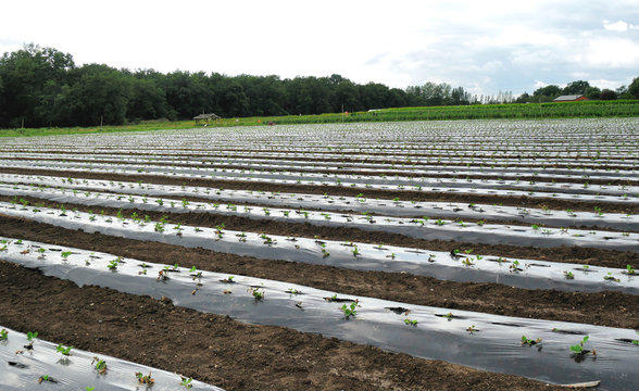 organic agriculture with plastic film protected