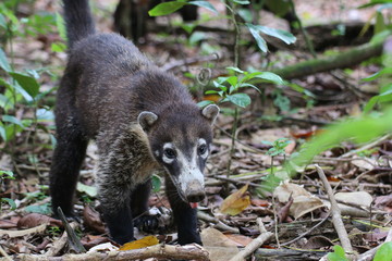 Naklejka na ściany i meble white-nosed coati (Nasua narica), also known as the coatimundi. Corcovado national park, Costa Rica