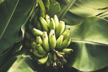 raw banana on leaf