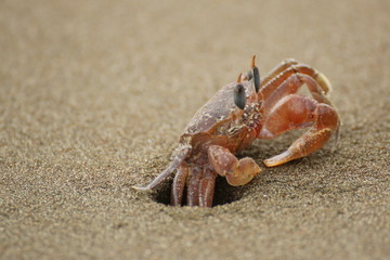 Ghost crab (Ocypode sp.) hiding in the sand in Marino Ballena Park beach. Provincia de Puntarenas, Costa Rica.
