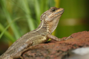 Young brown basilisk lizard (basiliscus vittatus) on a rock, Costa Rica.