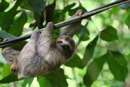 Young Brown-throated Sloth (Bradypus Variegatus) hanging on a cable, Costa Rica.