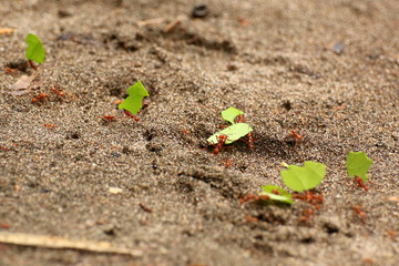 Leaf cutter ants at work, transporting small pieces of cutted leaves to their anthill ....