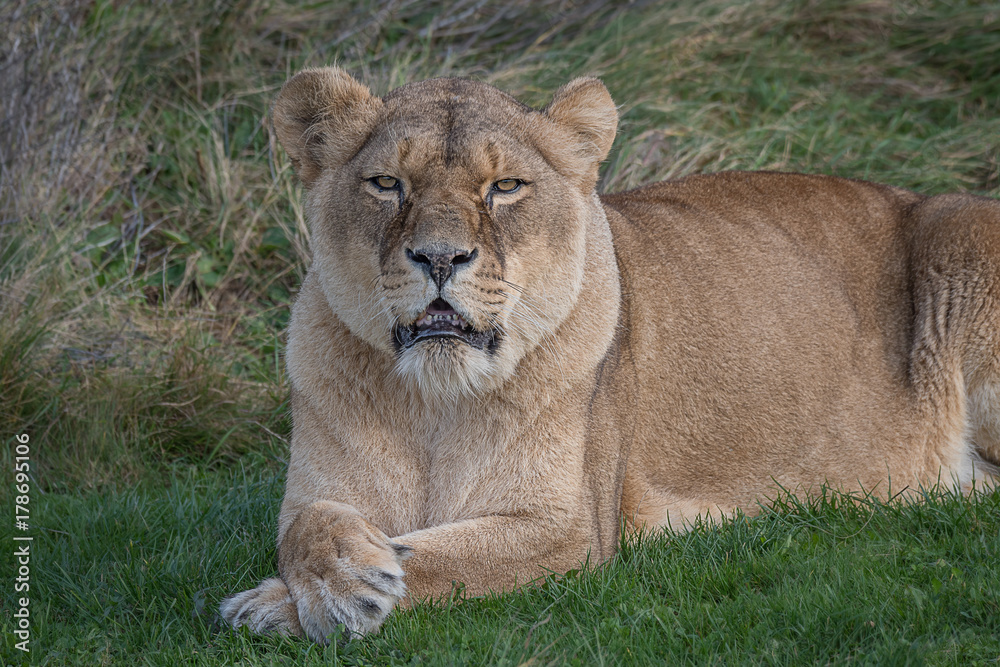 Poster a lioness lying and relaxing on the grass with her paws crossed and staring forward