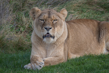 Obraz na płótnie Canvas A lioness lying and relaxing on the grass with her paws crossed and staring forward