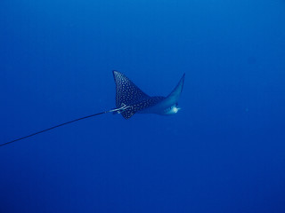 Unterwasser Ägypten