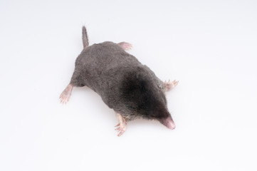 Mole out of hole