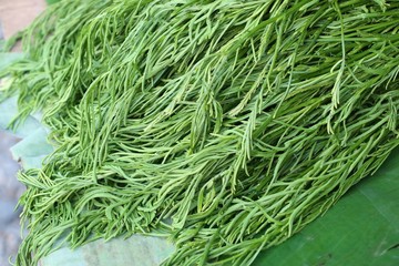 Acacia pennata at market