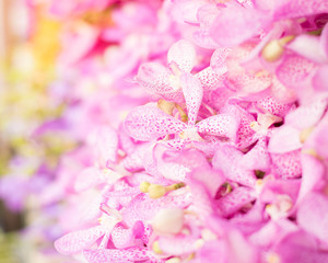 Obraz premium beautiful orchid as background