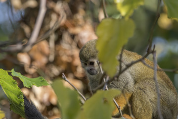 squirrel monkey