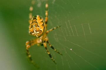 Spider 