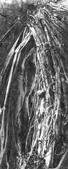 Fototapeta na wymiar Abstract tree / black and white watercolor photo art effect