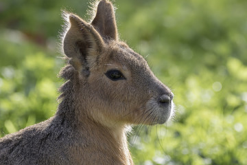 mara rodent, beaver portrait