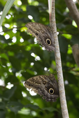 colourful exotic butterflies