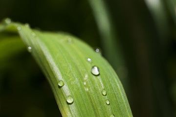 Drop of dew in morning on leaf with sun light