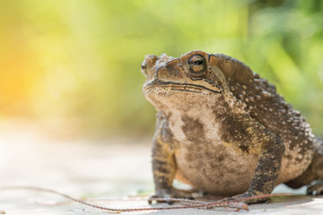 close up Common Toad ,asian toad brown,Bufo Bufo