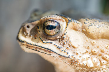 close up Common Toad ,asian toad brown,Bufo Bufo