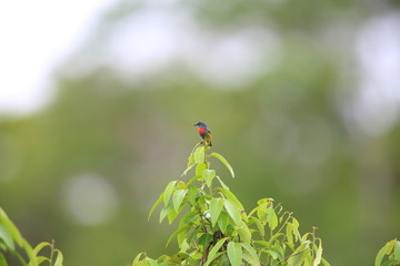 Midget flowerpecker (Dicaeum aeneum)  in Solomon Island