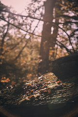 Fototapeta premium fall sunrise through oak leaves