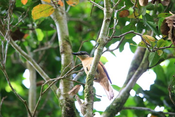Common cicadabird (Coracina tenuirostris) female in Solomon Island