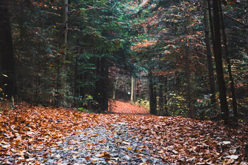 Trail in autumn pine forest