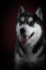 portrait of a dog Siberian Husky in the studio on a black background