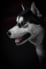 portrait of a dog Siberian Husky in the studio on a black background