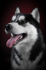 Obraz premium portrait of a dog Siberian Husky in the studio on a black background