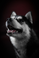 portrait of a dog Siberian Husky in the studio on a black background