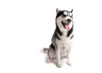 portrait of a dog Siberian Husky in the studio on a white background