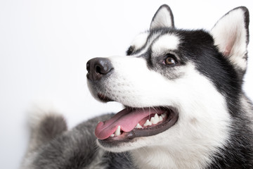 portrait of a dog Siberian Husky in the studio on a white background