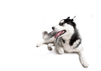 portrait of a dog Siberian Husky in the studio on a white background