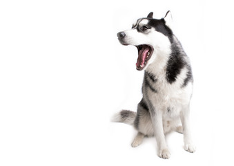 portrait of a dog Siberian Husky in the studio on a white background